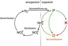 Schema über die organische und anorganische Stickstofffixierung