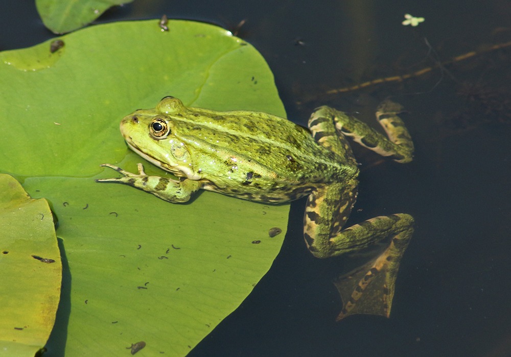 Ein grüner Frosch liegt mit seinem Vorderkörper halb auf einem Seerosenblatt. Seine Hinterbeine hängen im Wasser.